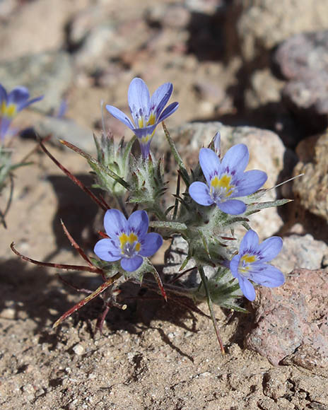  Eriastrum eremicum ssp.yageri